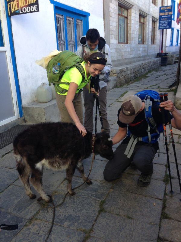 Yak Deworming
